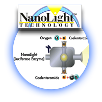 Division---Nanolight-reaction